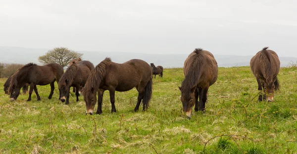 Exmoor Ponies Quantock Hills Somerset Inglaterra Reino Unido . — Fotografia de Stock