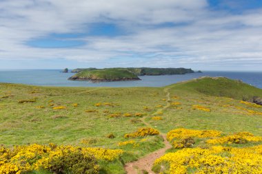 skomer Adası pembrokeshire Batı İngiltere Galler
