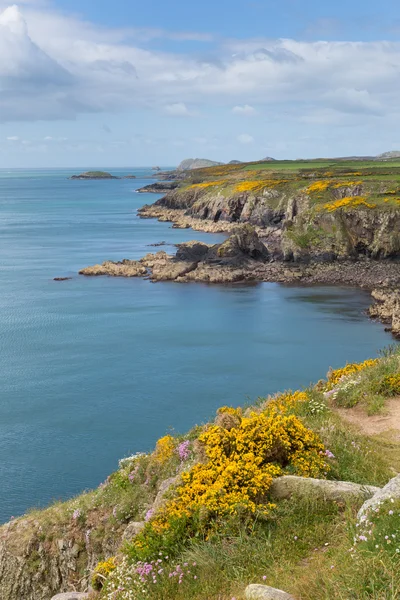 Wales Coast Path Pembrokeshire Regno Unito da Caerfai Bay a St Nons Bay — Foto Stock