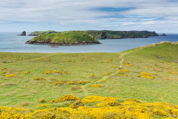 Isla Skomer Pembrokeshire Gales Occidental conocida por sus frailecillos —  Fotos de Stock