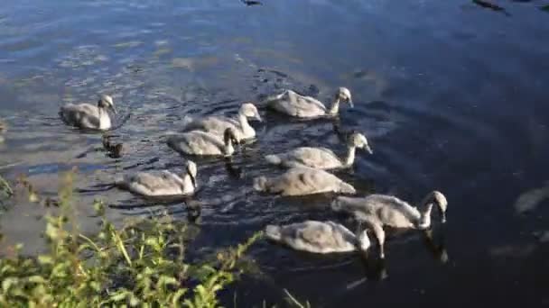 Baby swan cygnets — Stockvideo