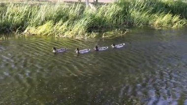 yeşilbaş ördekler Nehri üzerinde