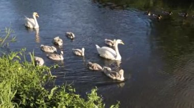 Anne kuğu ve nehirde Yüzme cygnets