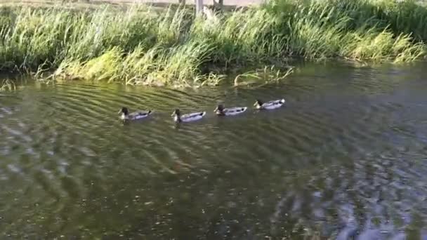 Canards colverts sur la rivière — Video