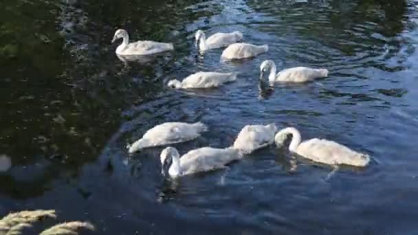 Bebé cisnes alimentación — Vídeos de Stock