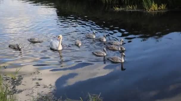Matka łabędź i dziecko cygnets pływanie po rzece — Wideo stockowe
