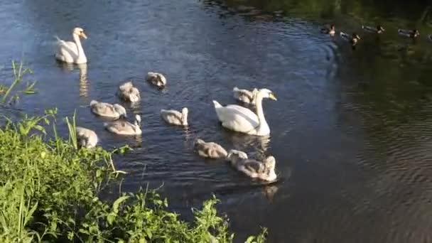 Madre cisne y cigüeñas nadando en el río — Vídeos de Stock