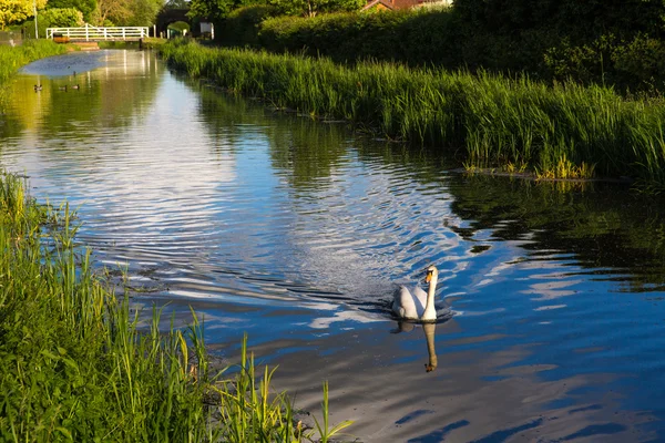 Sierlijke zwaan zwemmen naar beneden van het centrum van de rivier in somerset Engeland in de buurt van taunton — Stockfoto