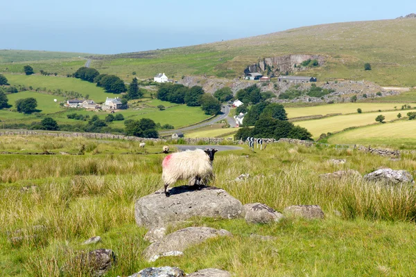 Owce na skale przez merrivale dartmoor devon w Anglii — Zdjęcie stockowe