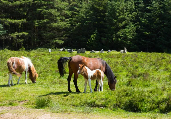 Pony's op soussons cairn cirkel dartmoor devon, in het nationaal park — Stockfoto