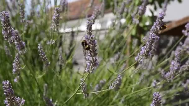 Humla landar på lavendel — Stockvideo