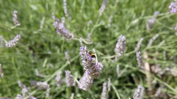 Bumble bee op lavendel — Stockvideo