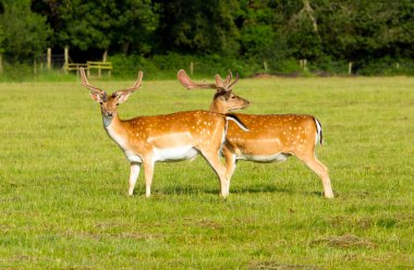Yeni orman hampshire İngiltere'de iki Kızıl geyik