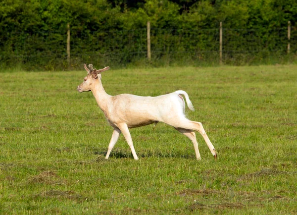 Albino herten — Stockfoto