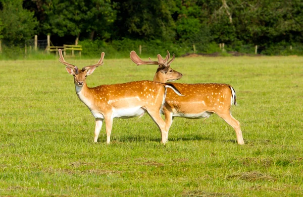 Yeni orman hampshire İngiltere'de iki Kızıl geyik — Stok fotoğraf
