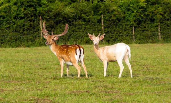 Albino ve Kızıl geyik — Stok fotoğraf