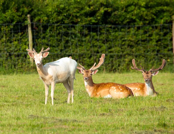 Veado Albino e vermelho — Fotografia de Stock