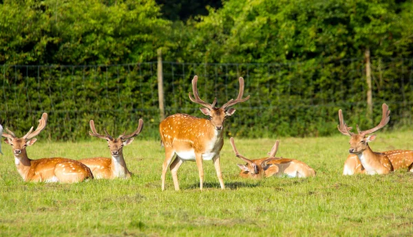 Skupina red deer v Anglii hampshire nové doménové struktury — Stock fotografie