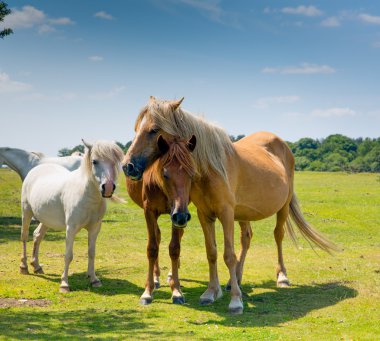 Anne ve bebek pony sarılma