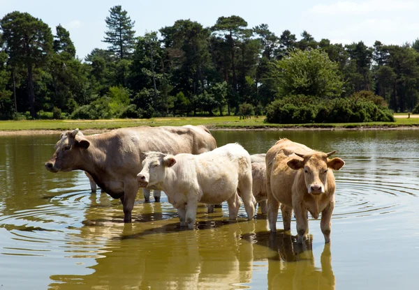 Koeien afkoelen in een meer — Stockfoto
