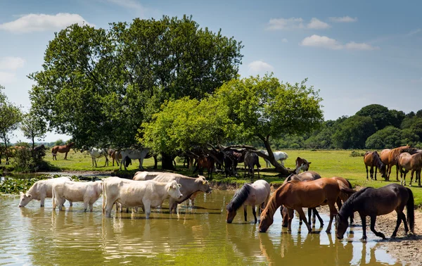 Cows and ponies at lake — Stock Photo, Image