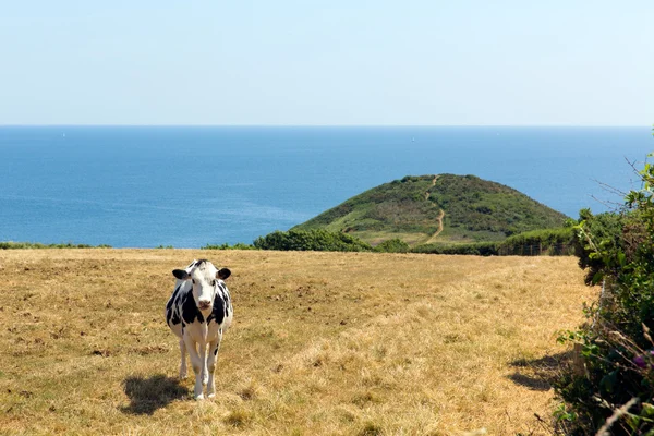 Cornish αγελάδα μαύρο κεφάλι Ακρωτήριο st austell κόλπο, μεταξύ porthpean και pentewan κοντά st austell Κορνουάλη Αγγλία — Φωτογραφία Αρχείου