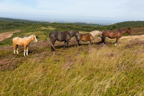 Wilde Ponys Quantock Hügel Purzelbaum England mit lila Heidekraut — Stockfoto