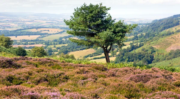 Lila heather és egy magányos fa a Quantock Hills Somerset — Stock Fotó