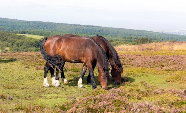 Pony selvatici Quantock Hills Somerset Inghilterra con erica viola — Foto Stock