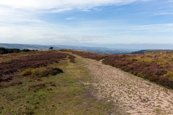 Única árvore e urze roxa nas Colinas Quantock em Somerset — Fotografia de Stock