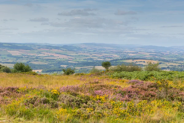 Uitzicht vanaf op de quantock hills somerset Engeland met paarse heather — Stockfoto