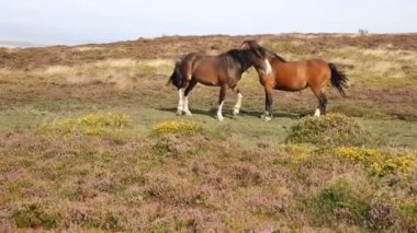 iki ponies bir ret öpüşme