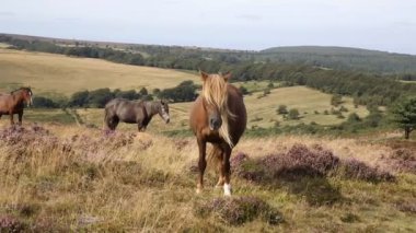 Mor heather quantocks somerset ve hafif kahverengi sarışın midilli