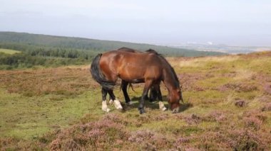 vahşi atlara quantock hills İngiltere ile mor heather somerset.