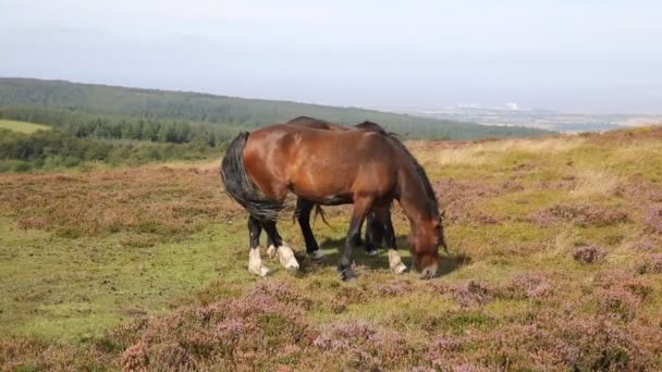 Vilda ponnyer quantock hills somerset england med lila Ljungdivocí poníci quantock hills Somersetu Anglie s fialovými kvítky vřesu — Stockvideo