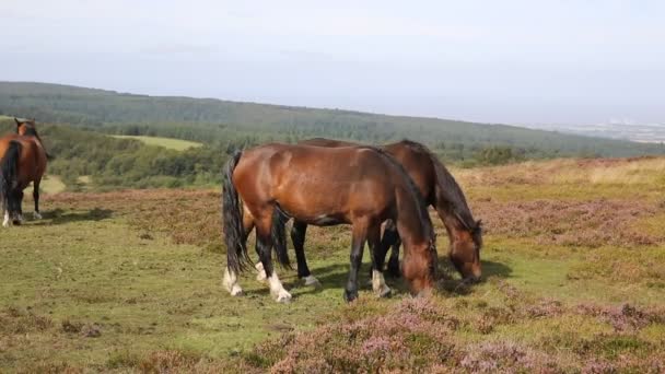 Ponies Quantock Hills Somerset England with purple heather — Stock Video