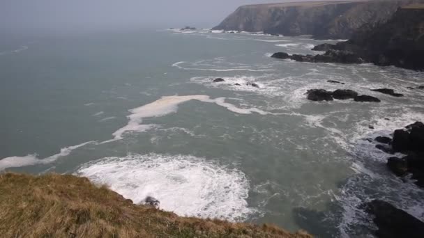 Widok z navax punkt uszczelnienia Baranina zatoce w pobliżu morską godrevy st ives bay cornwall wybrzeża Anglii uk gdzie widać uszczelnienia — Wideo stockowe