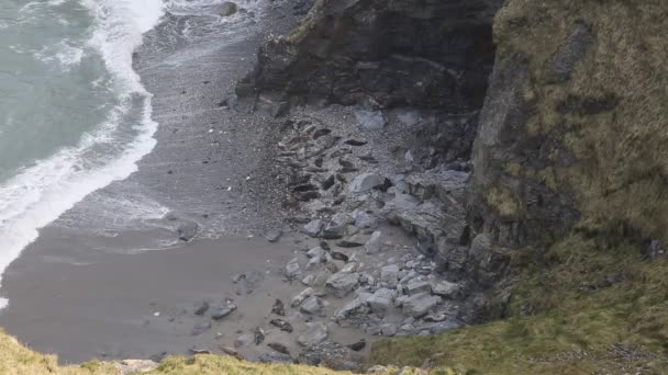 Seals on the beach in Mutton Cove near Godrevy St Ives Bay Cornovaglia Inghilterra — Video Stock