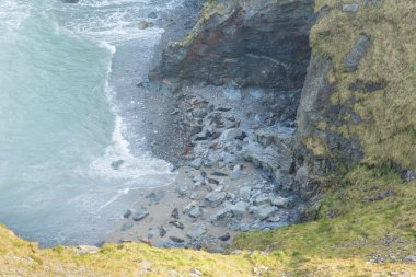 mühürler sahilde koyun eti Cove yakınındaki godrevy st Ives defne cornwall sahil İngiltere İngiltere
