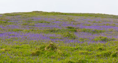 Bluebells bahar alanında