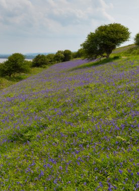 Bluebells bahar alanında