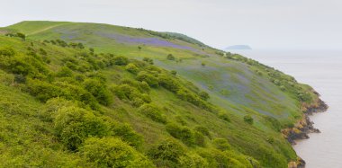 Bluebells brean somerset bahar aşağı