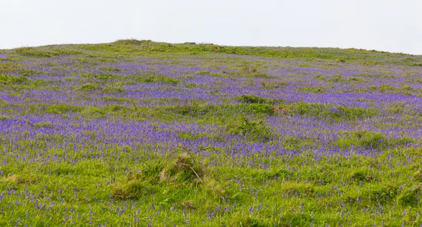 Bluebells em um campo na primavera — Fotografia de Stock