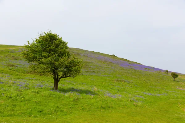 Tree and bluebells in spring Brean Down Somerset England — Stock Photo, Image