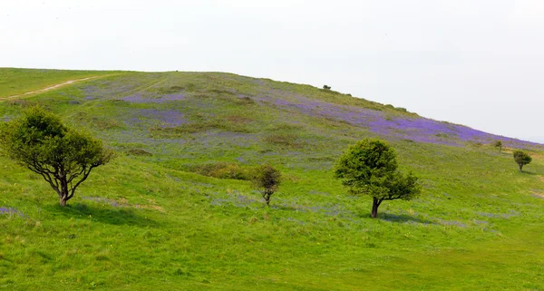 Bluebells Brean Down Somerset au printemps — Photo