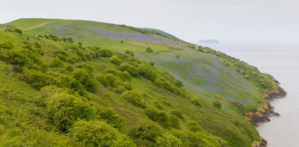 Bluebells Brean Down Somerset na primavera — Fotografia de Stock