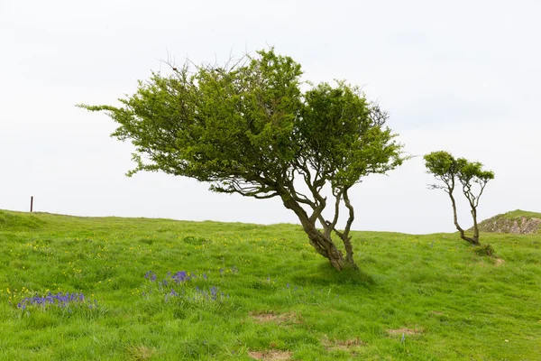 Ağaç ve bluebells bahar brean içinde İngiltere'de somerset — Stok fotoğraf
