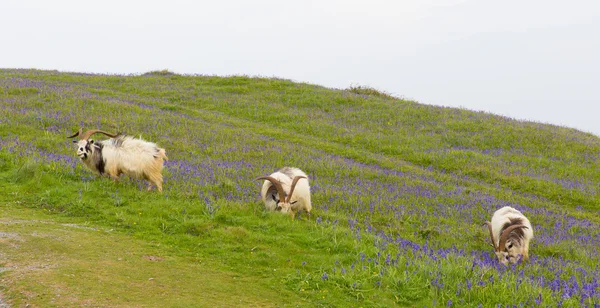 British Primitive cabra raza cuernos grandes y barba gris blanco y negro con campanas azules — Foto de Stock