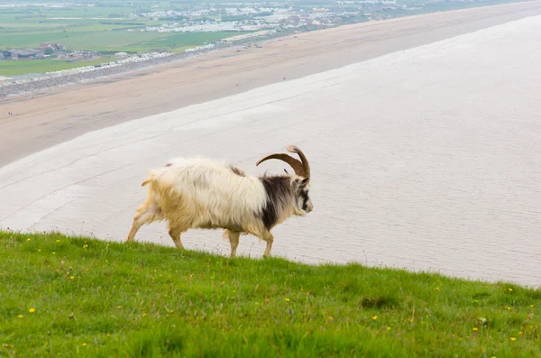 British Primitive goat breed large horns and beard white grey and black — Stock Photo, Image
