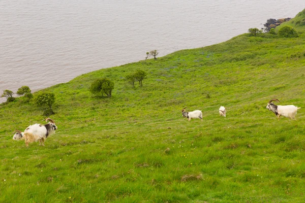 Brytyjski prymitywne kozy rasy duże rogi i broda, biały, szary i czarny z kłoda — Zdjęcie stockowe